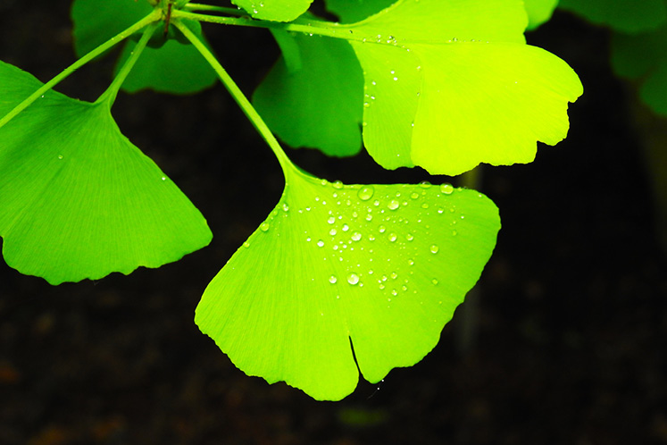 gingko leaf