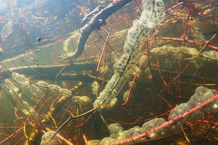 Jefferson salamander eggs