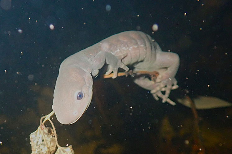 salamander laying eggs underwater