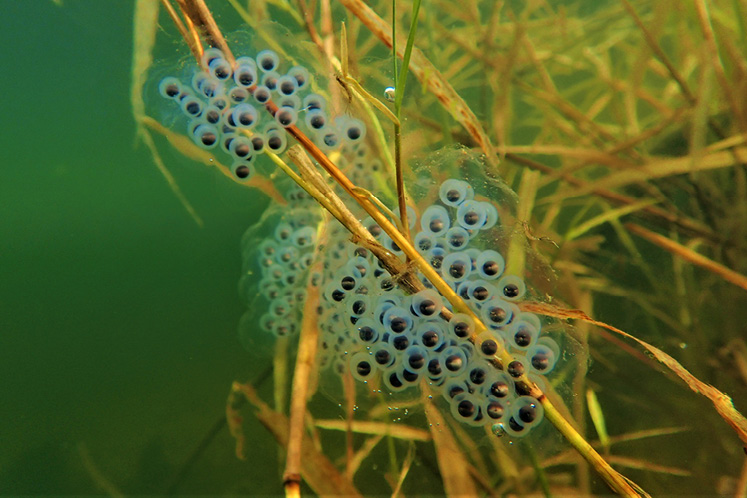 How to Spot Salamander Eggs - In The Hills