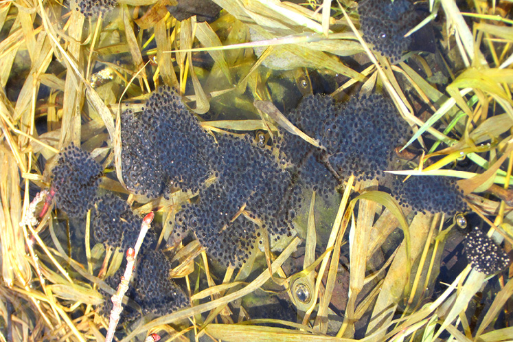 frogs eggs underwater