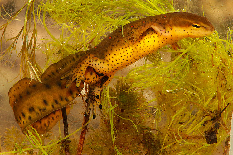 newt mating