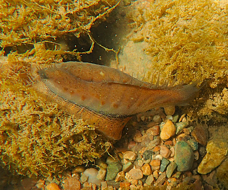 mussels