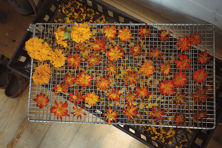 broadside flowers