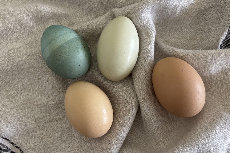 chicken egg colours