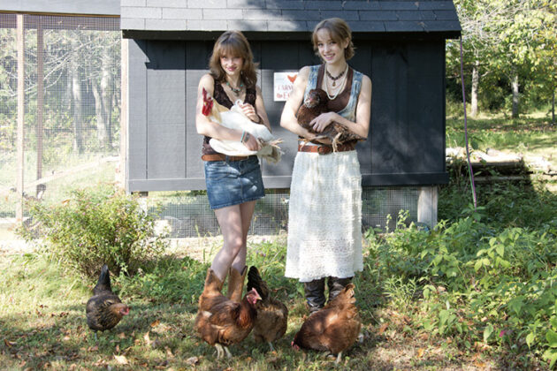 backyard chickens