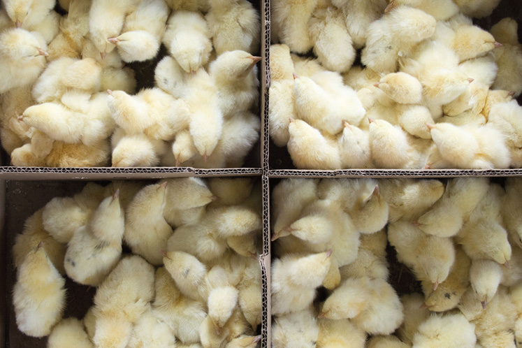 day old chickens