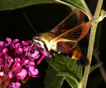 hummingbird moth