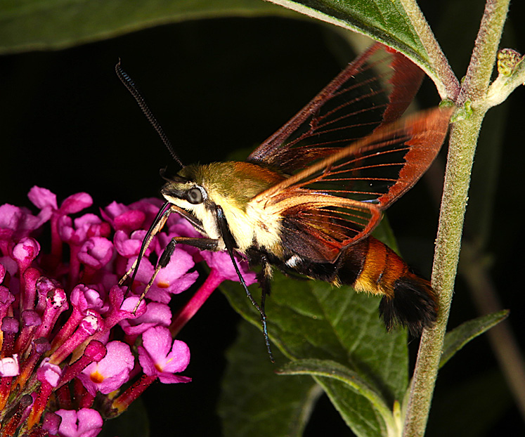 hummingbird moth