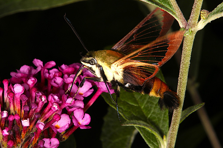 hummingbird moth