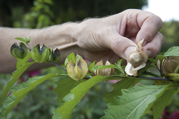 gardening mono ontario