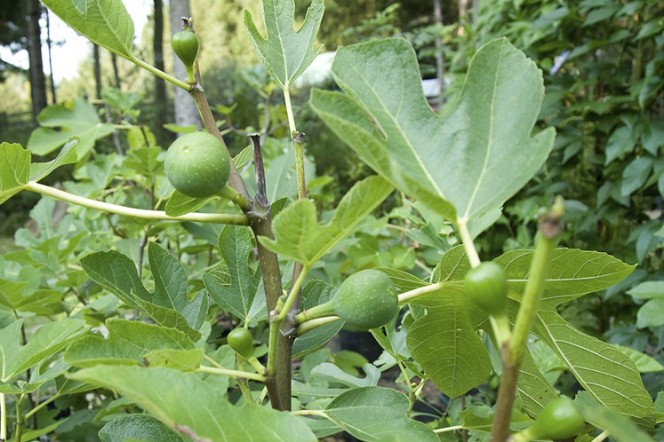 gardening mono ontario