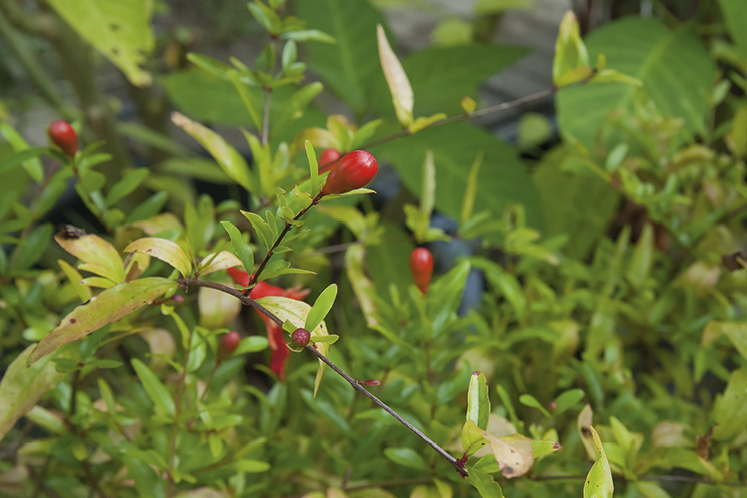 gardening mono ontario