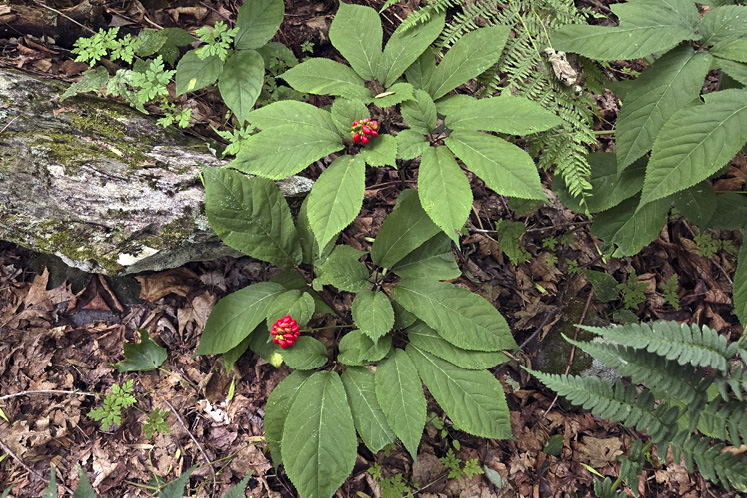 American Ginseng