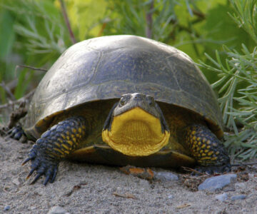 Blandings turtle