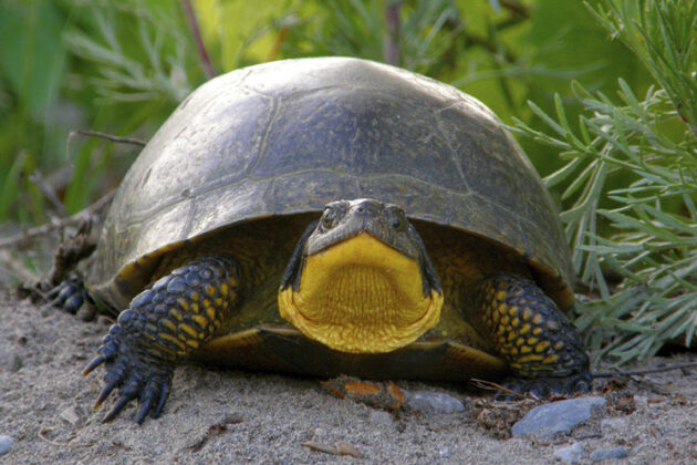 Blandings turtle