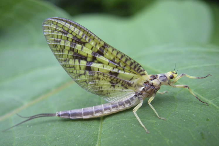 Ontario mayfly