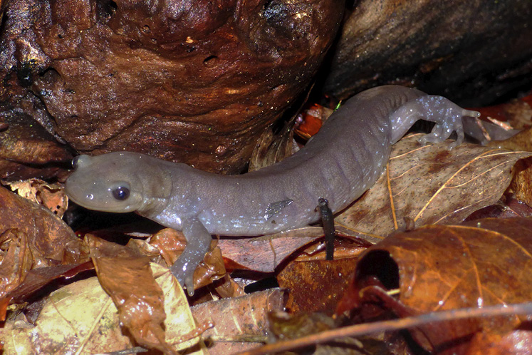 Jefferson salamander