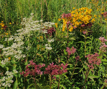 JoePye boneset sneezeweed