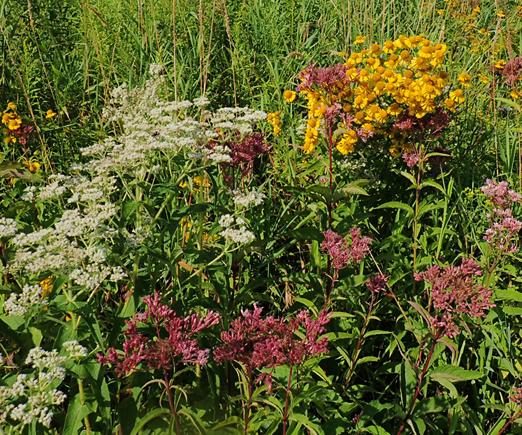 JoePye boneset sneezeweed