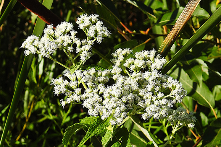 boneset
