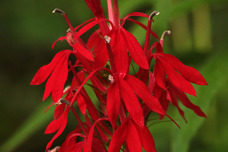 cardinal flower
