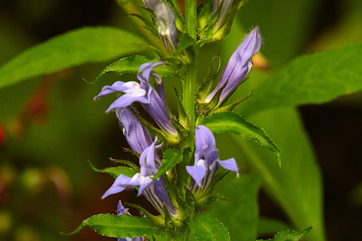 great blue lobelia