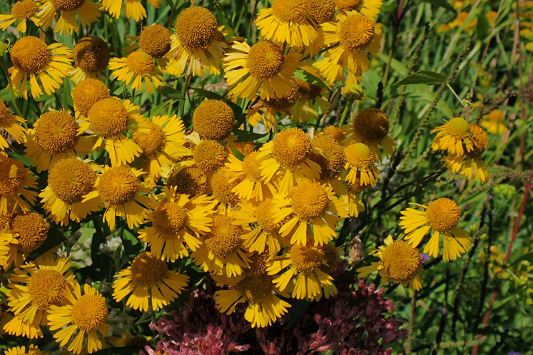 sneezeweed flower