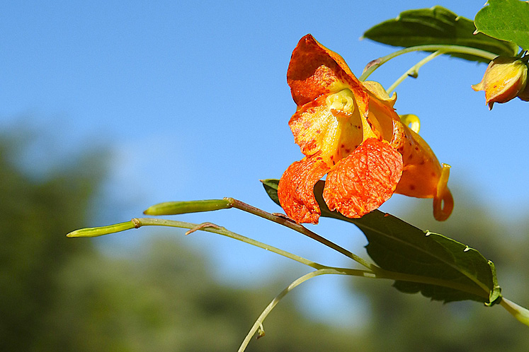 spotted jewel weed