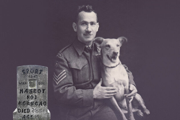 War dogs
