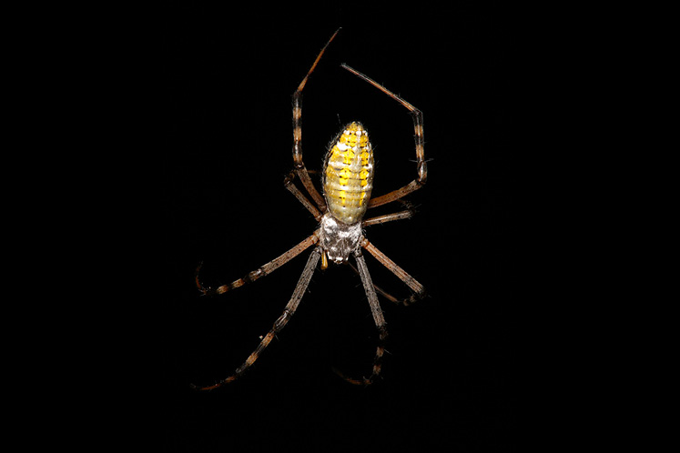Banded Argiope