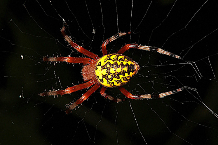 Marbled Orbweaver
