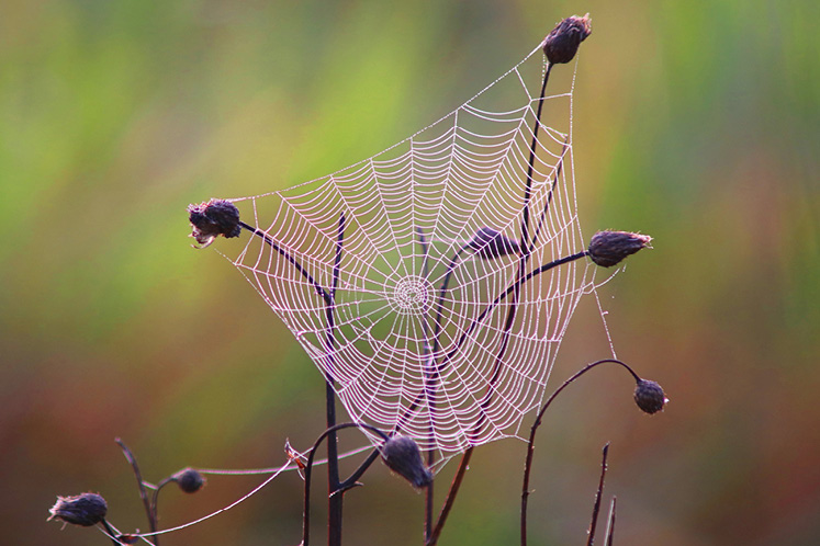 Orb web