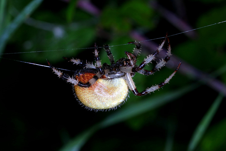 Shamrock Spider