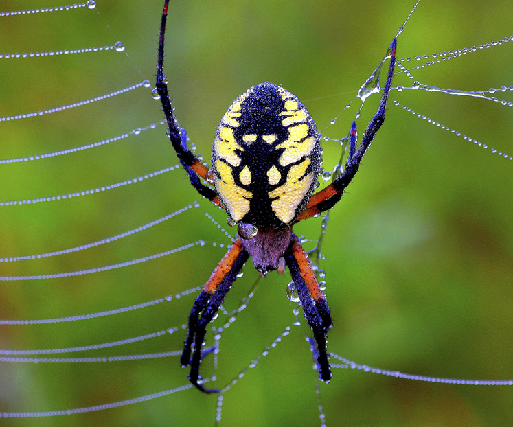 Yellow Garden Argiope Orb Spider