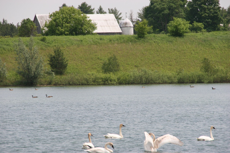 caledon swan lake
