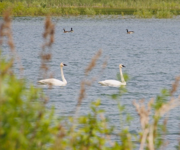 Caledon Swan Lake
