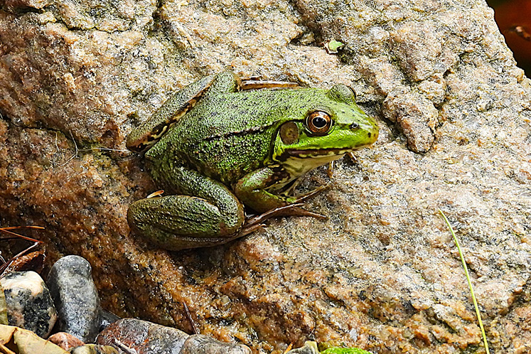 female green frog ontario