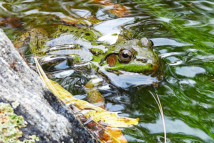 female green frog