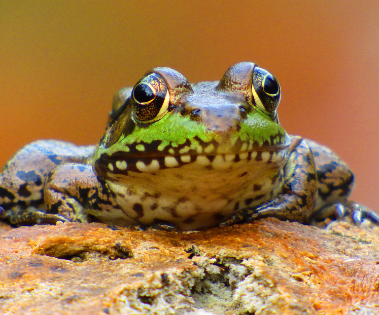 female green frog