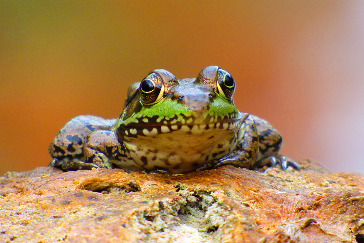 female green frog