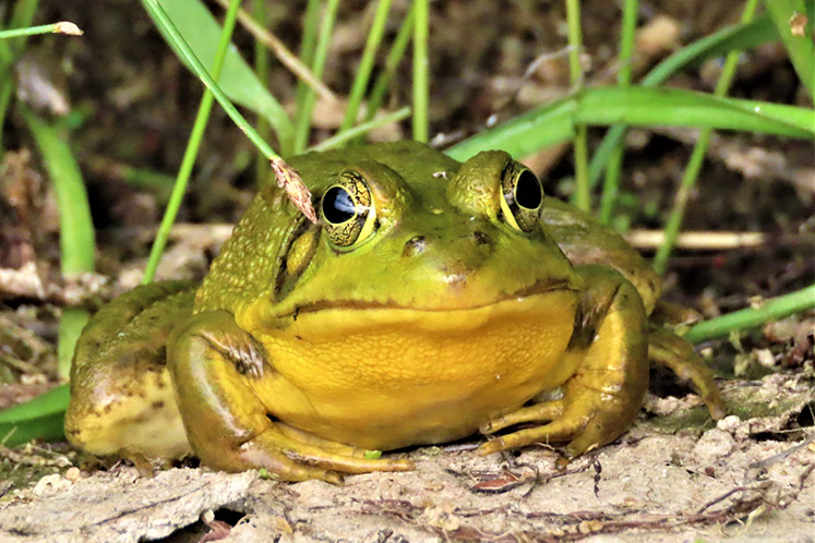 male green frog ontario