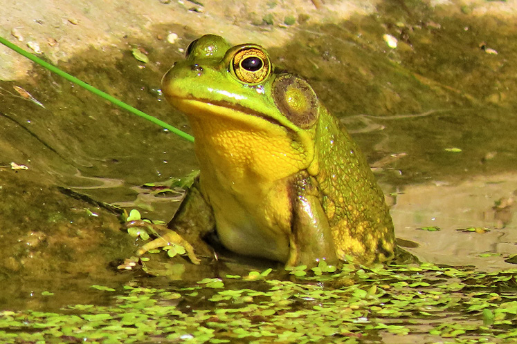 male green frog