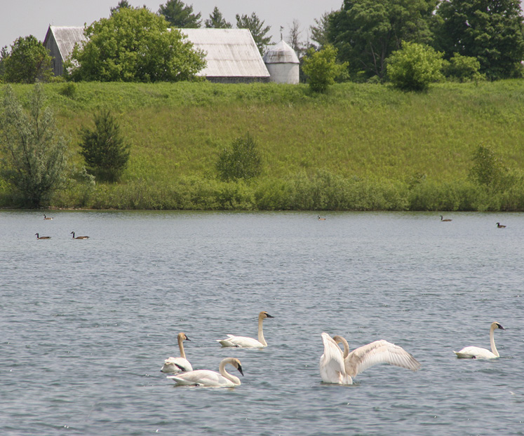 caledon swan lake