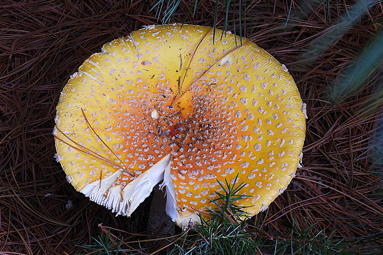 fly agaric ontario