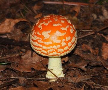 fly agaric canada