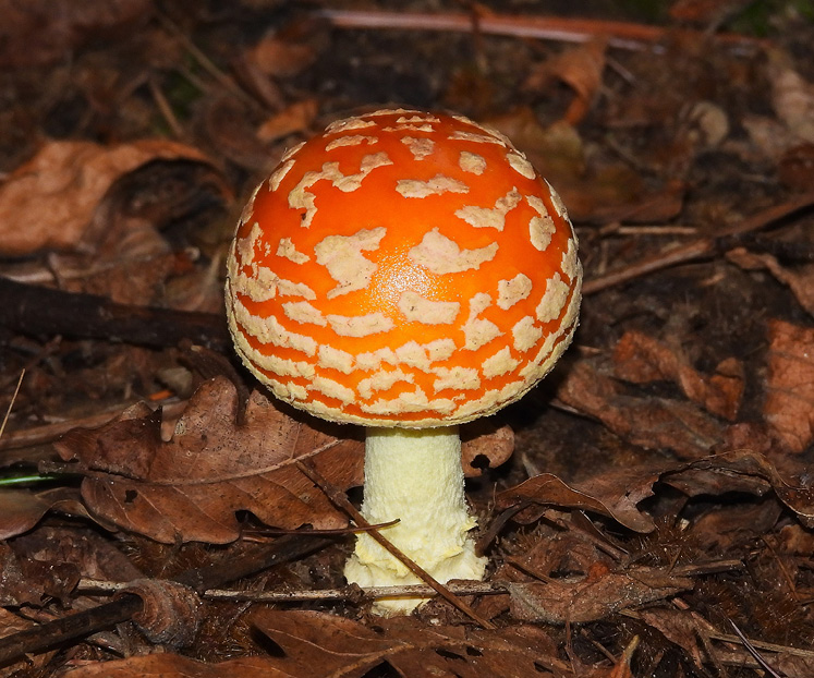 fly agaric canada
