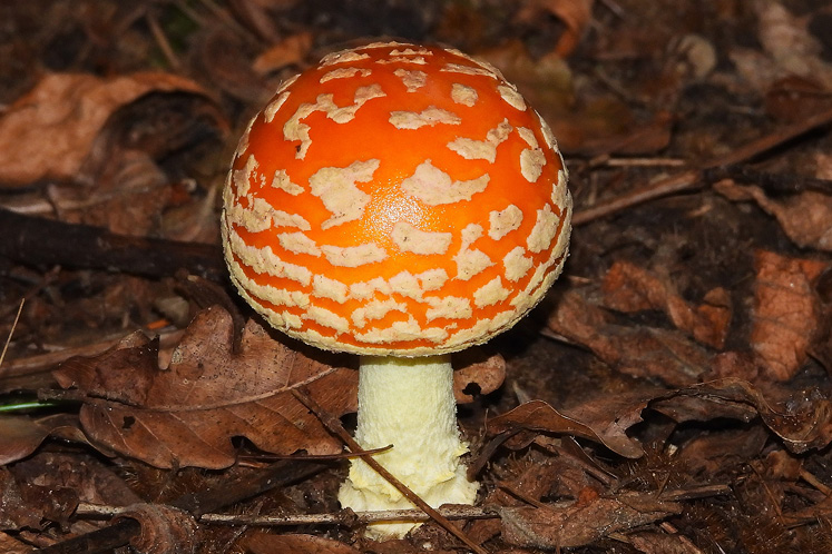 fly agaric red