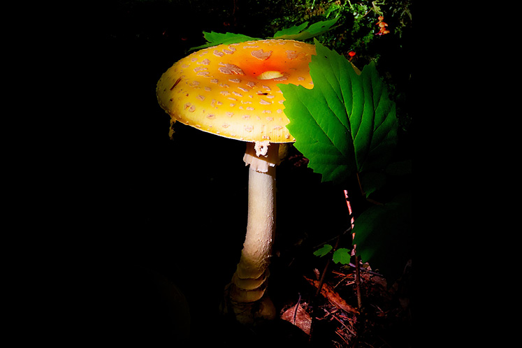 fly agaric stem