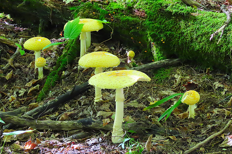 fly agaric canada